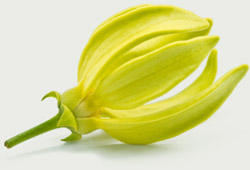 essential oils - ylangylang flower