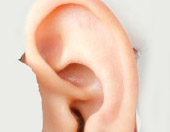 illustration of human ear